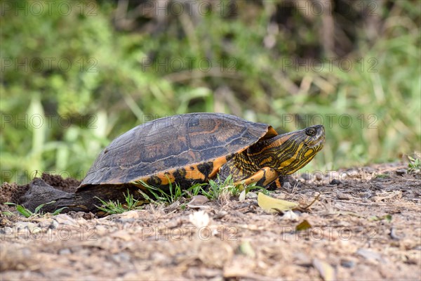 South American tortoise