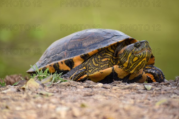 South American tortoise