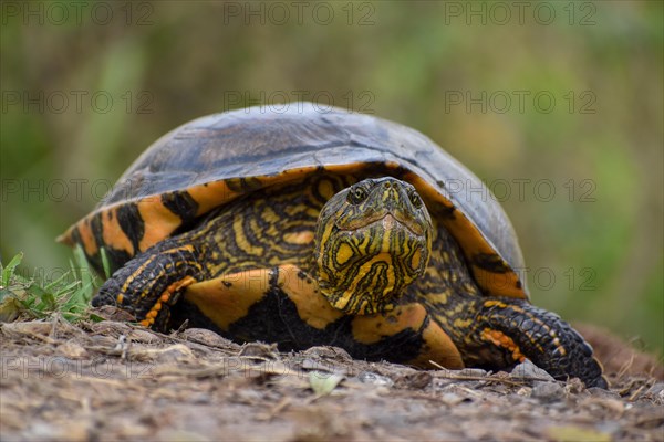 South American tortoise