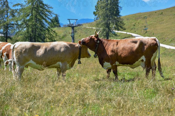 Cows with cowbells lick each other on the mountain pasture