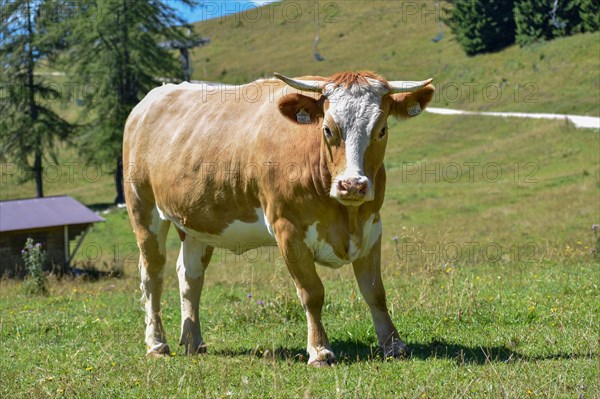 Young cow or calf on the mountain pasture with a threatening view
