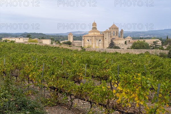 Vineyards in early autumn in Poblet in Catalonia