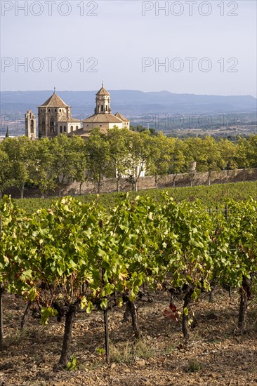 Vineyards in early autumn in Poblet in Catalonia