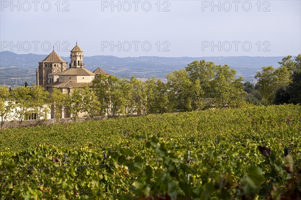 Vineyards in early autumn in Poblet in Catalonia