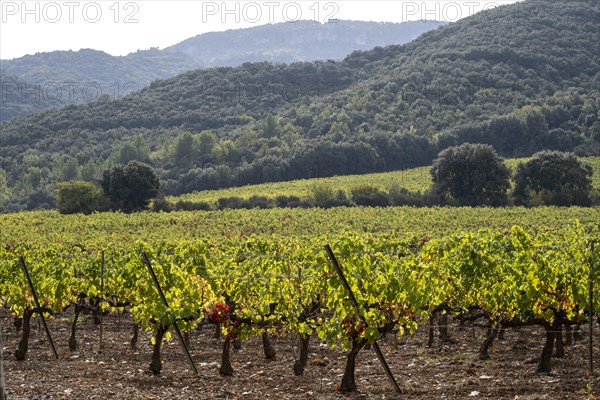 Vineyards in early autumn in Catalonia