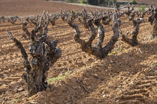 Landscape with vineyards in spring in the designation of origin area of Ribera del Duero wines in Spain