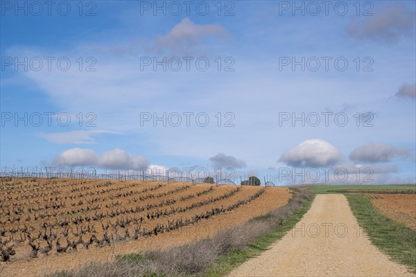 Landscape with vineyards in spring in the designation of origin area of Ribera del Duero wines in Spain