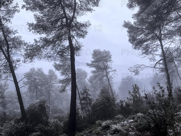 Collserola Natural Park in Barcelona after a snow storm in the winter in Spain