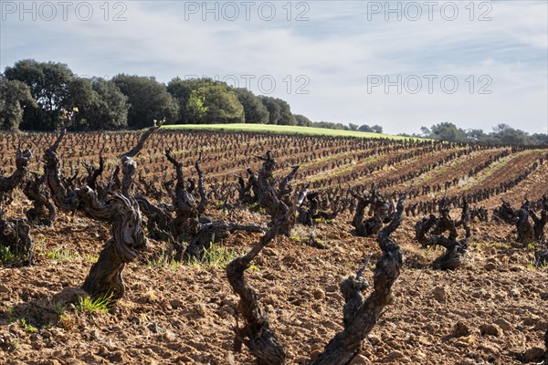 Landscape with vineyards in spring in the designation of origin area of Ribera del Duero wines in Spain