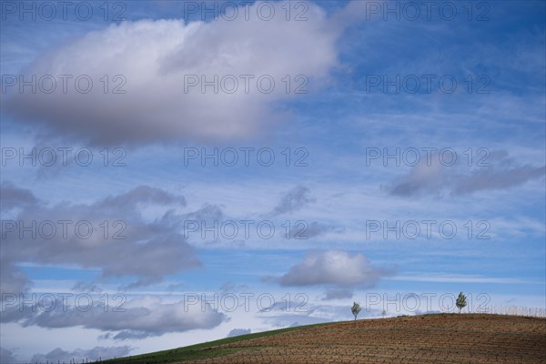 Landscape with vineyards in spring in the designation of origin area of Ribera del Duero wines in Spain