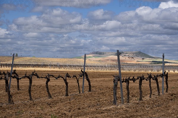 Landscape with vineyards in spring in the designation of origin area of Ribera del Duero wines in Spain