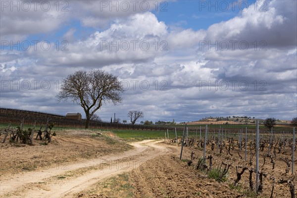 Landscape with vineyards in spring in the designation of origin area of Ribera del Duero wines in Spain