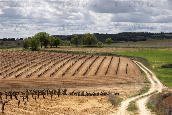 Landscape with vineyards in spring in the designation of origin area of Ribera del Duero wines in Spain