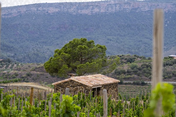 Landscapes in the hills of Tarragona with vineyards in the wine-growing area of the Priorat designation of origin region in Catalonia Spain