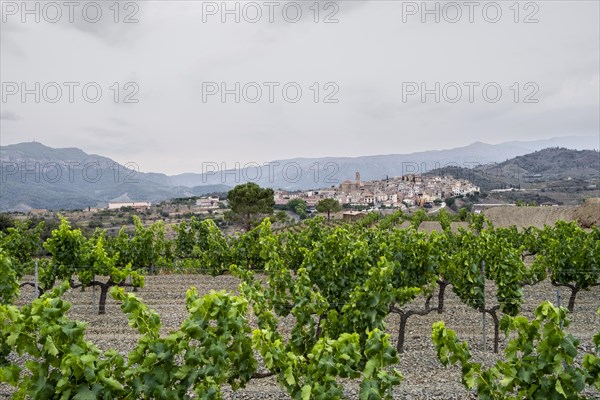 Landscapes in the hills of Tarragona around the town of Gratallops with vineyards in the wine-growing area of the Priorat designation of origin region in Catalonia Spain