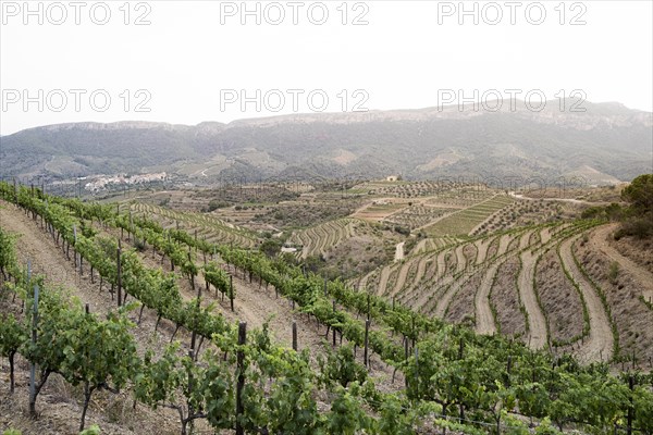 Landscapes in the hills of Tarragona with vineyards in the wine-growing area of the Priorat designation of origin region in Catalonia Spain