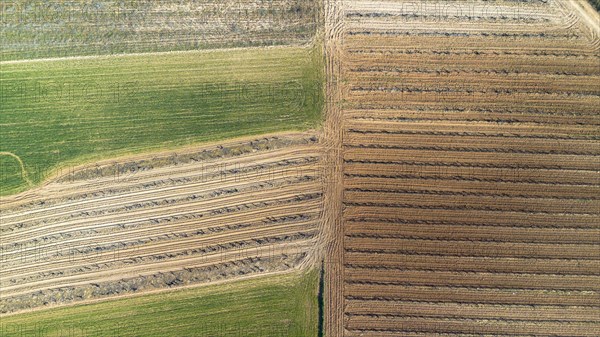 Aerial view of a lone tree in a vineyard during spring in the Ribera del Duero denomination of origin region in the Valladolid province of Spain