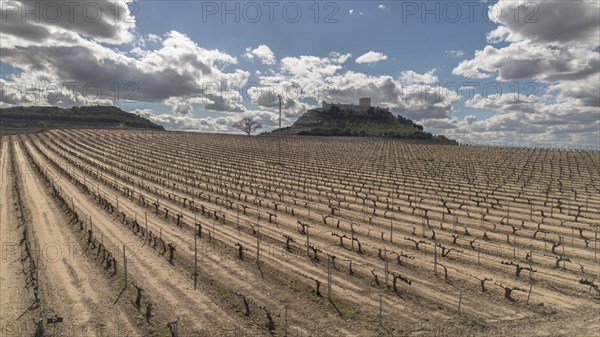 Aerial view of a lone tree in a vineyard during spring in the Ribera del Duero denomination of origin region in the Valladolid province of Spain