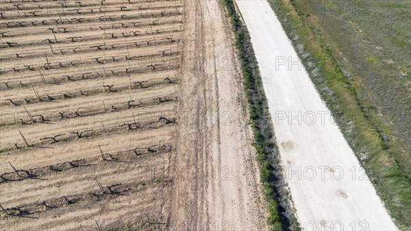 Aerial view of a lone tree in a vineyard during spring in the Ribera del Duero denomination of origin region in the Valladolid province of Spain