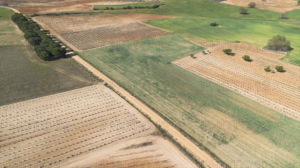 Aerial view of a lone tree in a vineyard during spring in the Ribera del Duero denomination of origin region in the Valladolid province of Spain