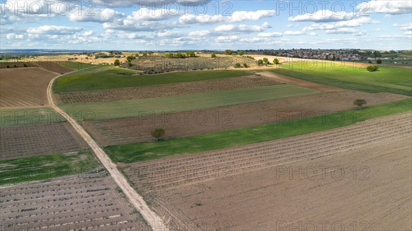 Aerial view of a lone tree in a vineyard during spring in the Ribera del Duero denomination of origin region in the Valladolid province of Spain