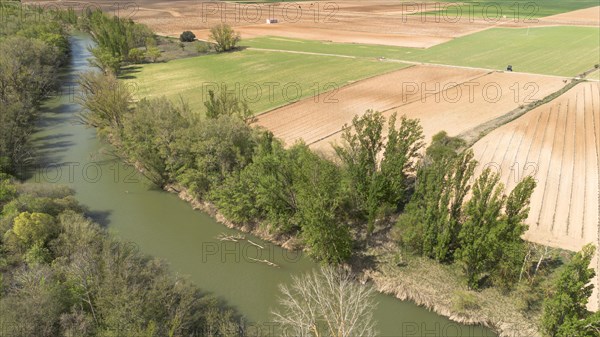 Aerial view of a lone tree in a vineyard during spring in the Ribera del Duero denomination of origin region in the Valladolid province of Spain