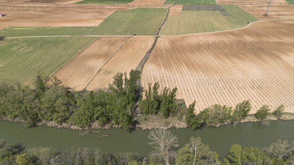 Aerial view of a lone tree in a vineyard during spring in the Ribera del Duero denomination of origin region in the Valladolid province of Spain