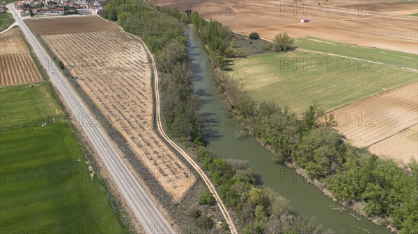 Aerial view of a lone tree in a vineyard during spring in the Ribera del Duero denomination of origin region in the Valladolid province of Spain