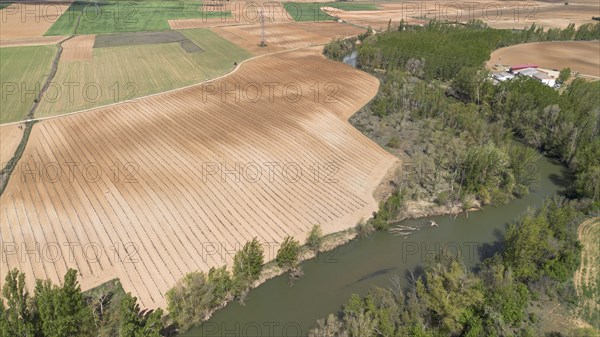 Aerial view of a lone tree in a vineyard during spring in the Ribera del Duero denomination of origin region in the Valladolid province of Spain