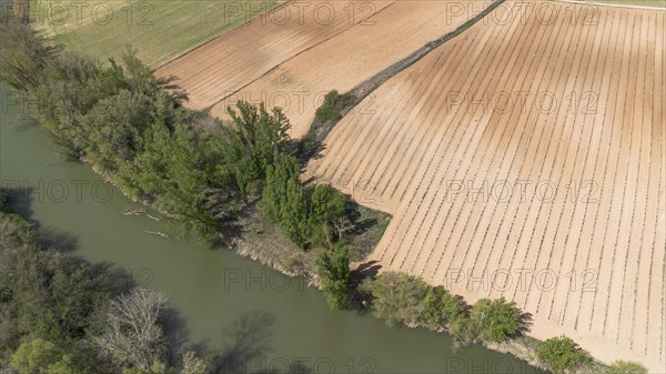 Aerial view of a lone tree in a vineyard during spring in the Ribera del Duero denomination of origin region in the Valladolid province of Spain