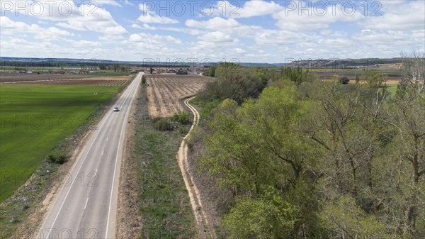 Aerial view of a lone tree in a vineyard during spring in the Ribera del Duero denomination of origin region in the Valladolid province of Spain