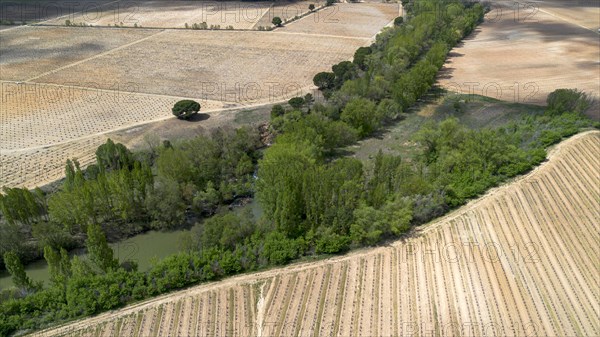 Aerial view of a lone tree in a vineyard during spring in the Ribera del Duero denomination of origin region in the Valladolid province of Spain