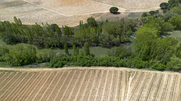 Aerial view of a lone tree in a vineyard during spring in the Ribera del Duero denomination of origin region in the Valladolid province of Spain