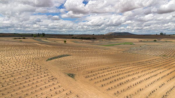 Aerial view of a lone tree in a vineyard during spring in the Ribera del Duero denomination of origin region in the Valladolid province of Spain