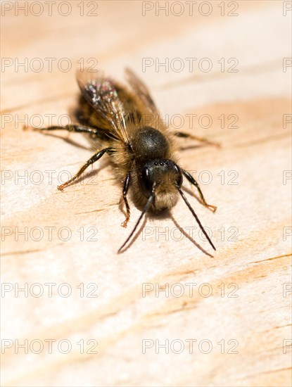 Red mason bee