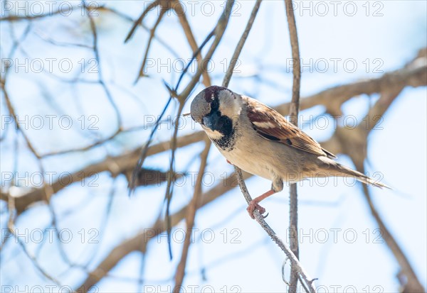 House sparrow