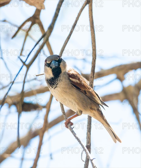 House sparrow