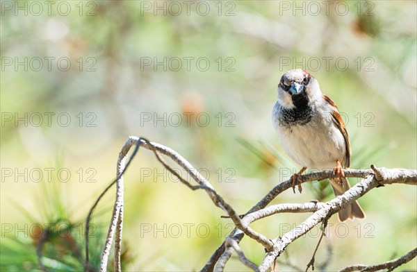 House sparrow