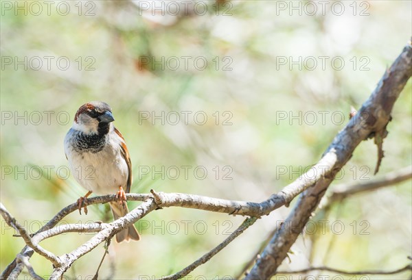 House sparrow