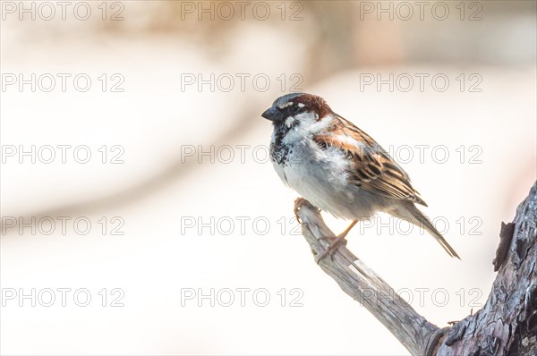 House sparrow