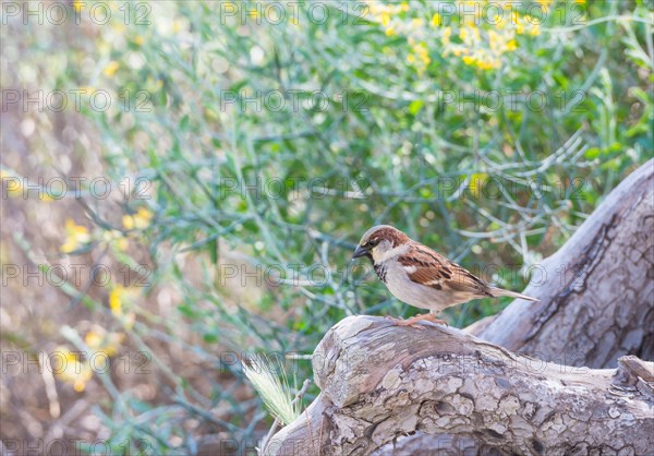 House sparrow