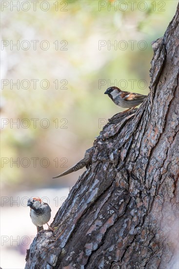 Two house sparrows