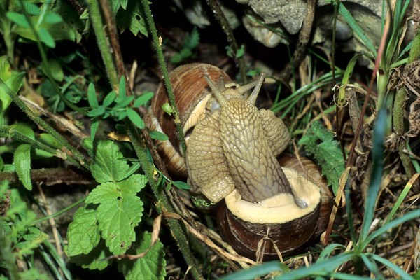 Vineyard snail