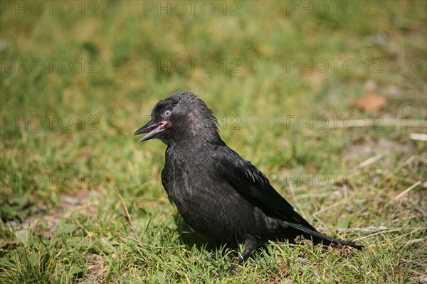 Western jackdaw