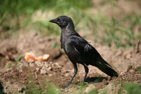 Western jackdaw