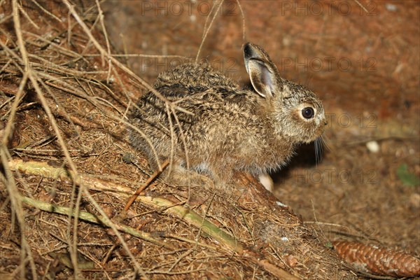 European hare