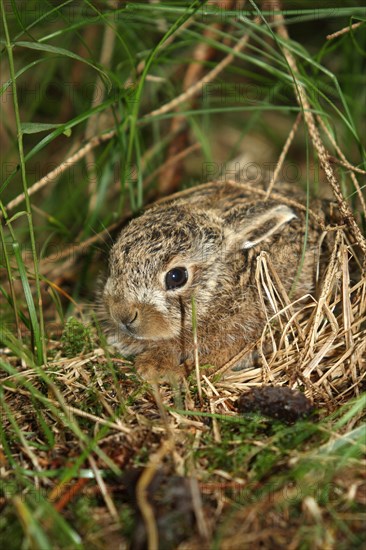European hare