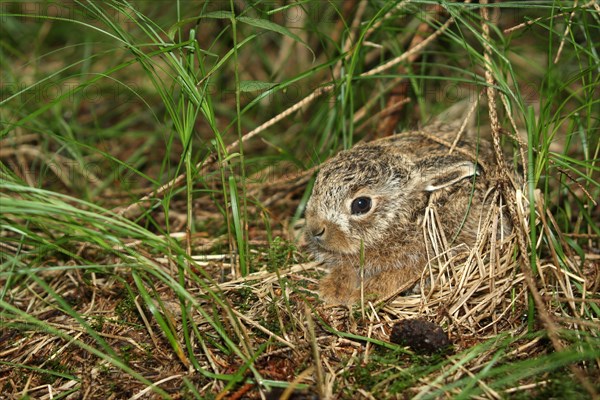 European hare