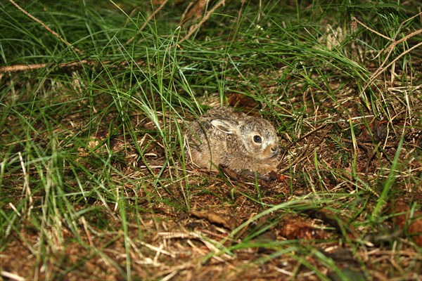 European hare