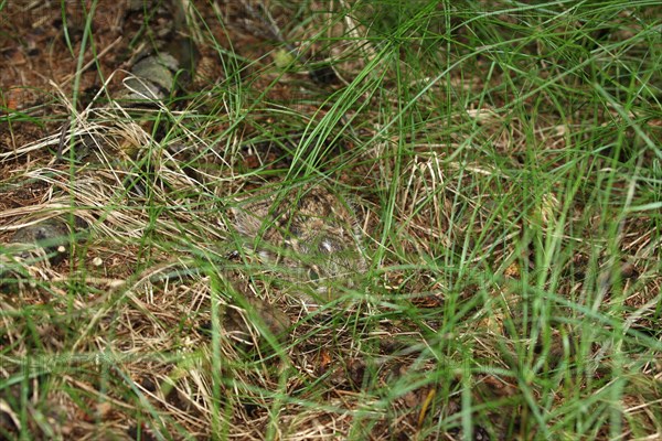 European hare